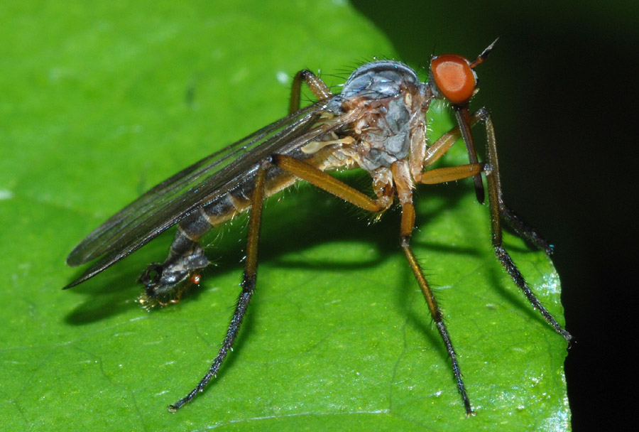 Empis (Xanthempis) scutellata ♂ (Empididae)